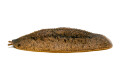 Veronicella cubensis Hawaii adult